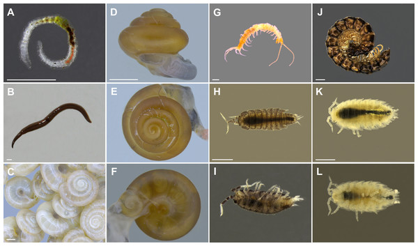 Examples of invertebrates recorded in terraria.