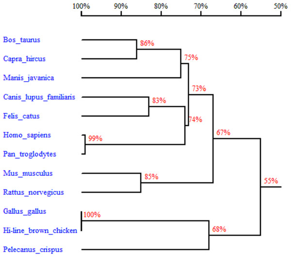 Homology tree of Gimap5 nucleotide sequences.