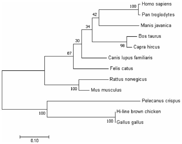 Phylogenetic tree of GIMAP5 amino acid sequences.