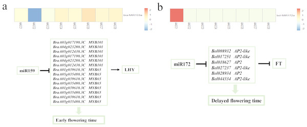 Analysis of miR159 and miR172 in F2 hybrids.