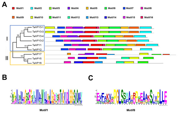 Conserved motif analysis of the wheat APYs.