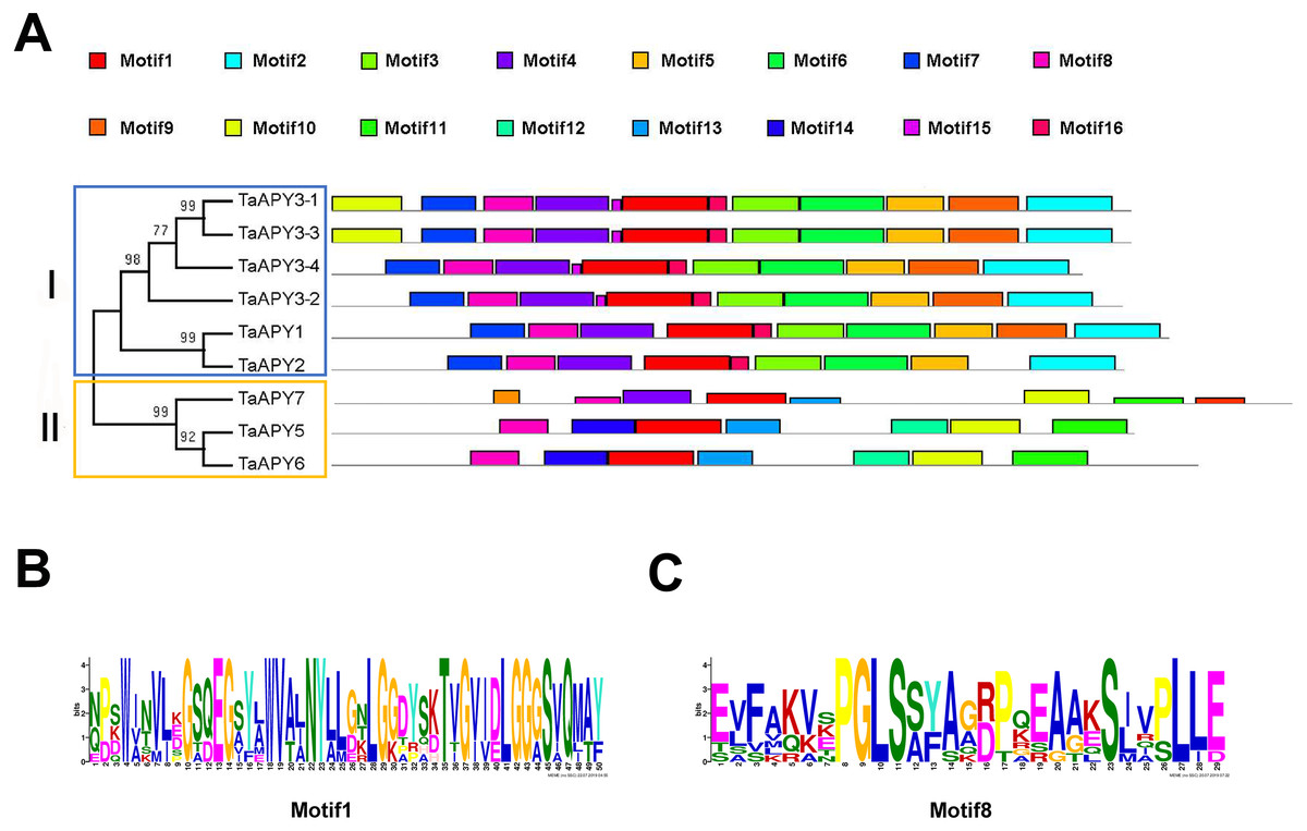 Genome-wide identification, characterization and expression pattern analysis of APYRASE family ...