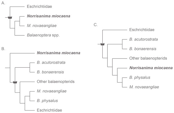 Three frequently reoccurring phylogenetic hypotheses of the relationship between Balaenopteridae and Eschrichtiidae, as well as the relative placement of N. miocaena.