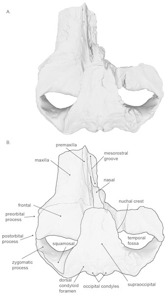 Holotype skull (USNM 10300) of Norrisanima miocaena in dorsal view.