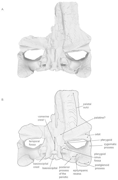 Holotype skull (USNM 10300) of Norrisanima miocaena in ventral view.