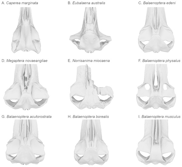 Comparisons of the vertex and dorsal surface of the cranium of Norrisamina miocaena with some extant baleen whale species based on available 3D models.