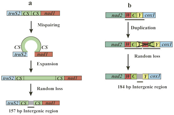 Putative mechanisms for formation of the two large intergenic regions (IGRs) that exist in Pterolophia sp. ZJY-2019.