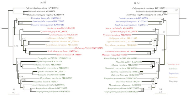 Phylogenetic relationships of Cerambycidae in BI and ML analyses.