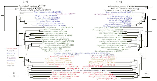 Phylogenetic relationships of Cerambycidae in BI and ML analyses.