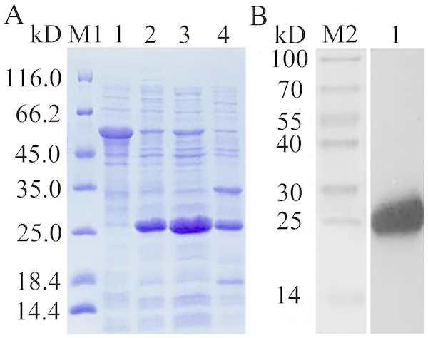SDS-PAGE analysis of expression (A) and Western Blot analysis of fusion protein purification (B).