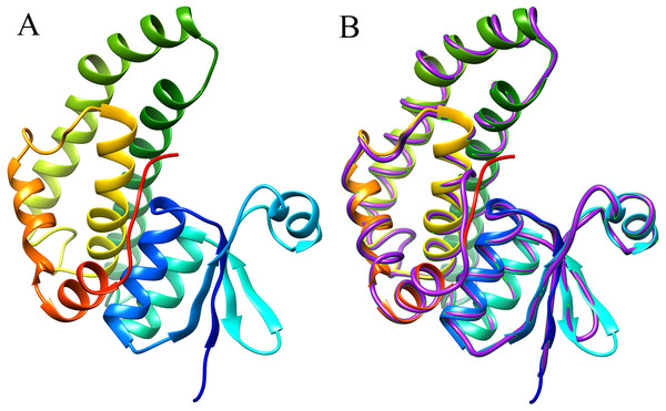 Predicted 3D structure and main chain interface structure of the EoGSTs1 protein.