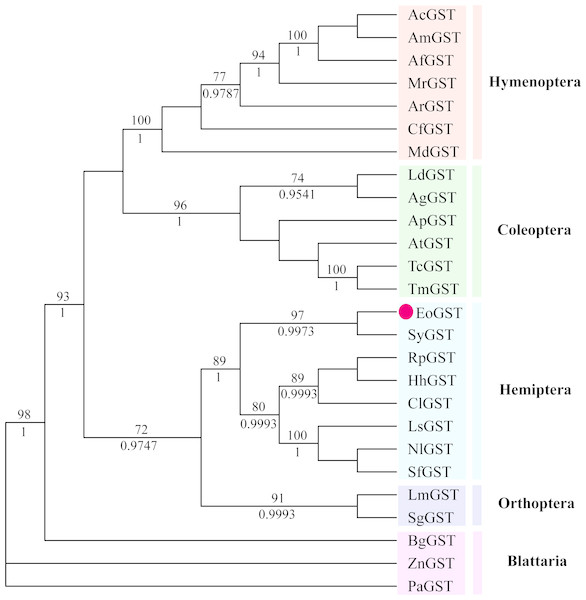 The phylogenetic tree was constructed with ML (best model: LG + I + G4) and BI (best model: LG + I + G, −ln L = − 7163.4499) methods based on the GST genes of different insects.