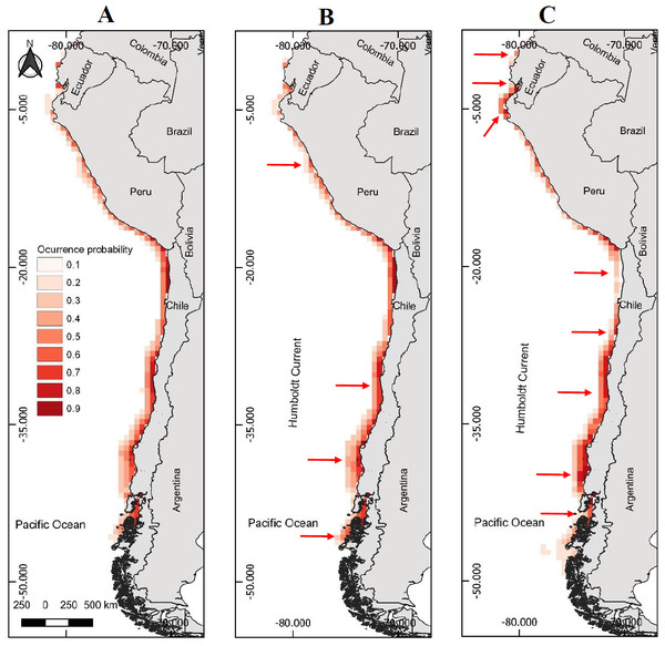 Models of potential geographic distribution of the Peruvian pelican (P. thagus) based on climatic variables and projected for 2010 according to two climate change scenarios.