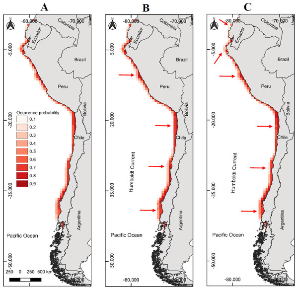 Models of potential reproductive distribution of the Peruvian pelican (P. thagus) based on climatic variables and projected for 2010 according to two climate change scenarios.