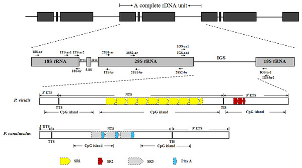 Structural organisation scheme of nuclear ribosomal DNA (nrDNA) repeat units in P. viridis and P. canaliculus.