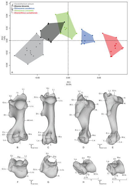 Results of the PCA performed on morphometric data of the humerus.