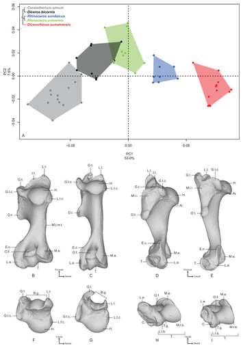 Interspecific variation in the limb long bones among modern ...