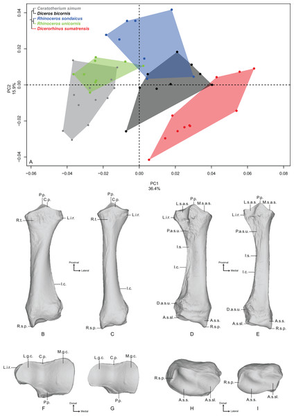 Results of the PCA performed on morphometric data of the radius.