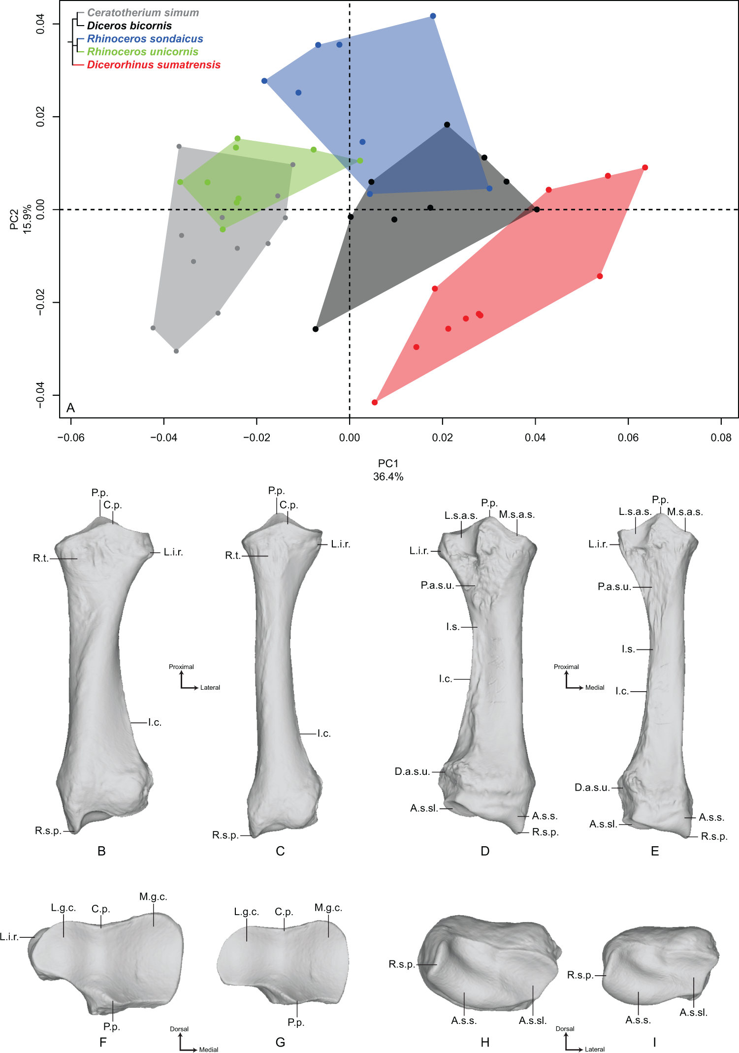 Interspecific variation in the limb long bones among modern 
