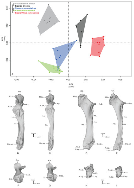 Results of the PCA performed on morphometric data of the ulna.