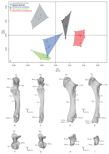 Interspecific variation in the limb long bones among modern ...