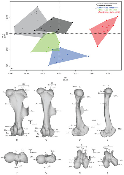 Results of the PCA performed on morphometric data of the femur.