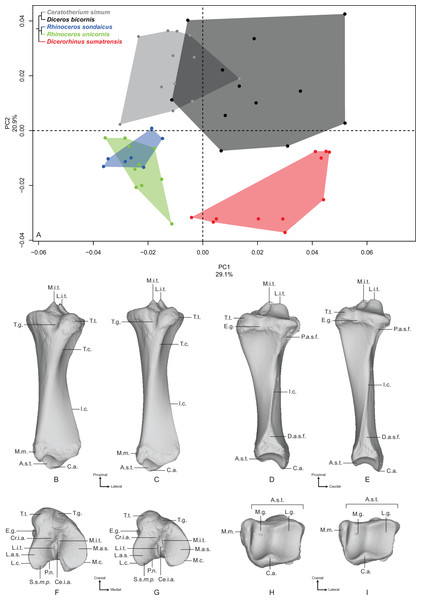 Results of the PCA performed on morphometric data of the tibia.