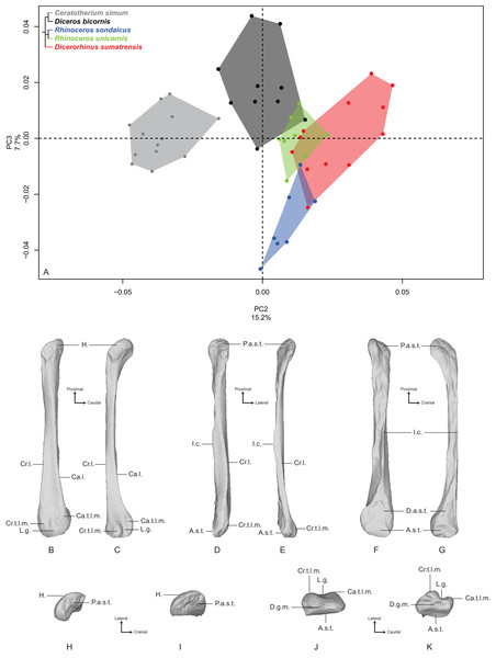 Results of the PCA performed on morphometric data of the fibula (second and third axes).