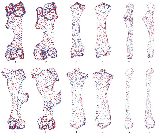 Landmark conformations associated with minimal and maximal centroid size and mean mass for each bone.