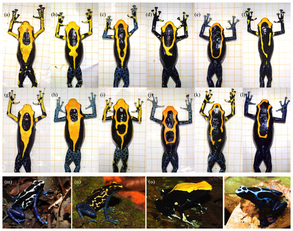 Colour pattern variation (A–L) within the studied population (as described in Rojas & Endler, 2013) and (M–P) between different populations of the dyeing poison frog in French Guiana (see Noonan & Gaucher, 2006).