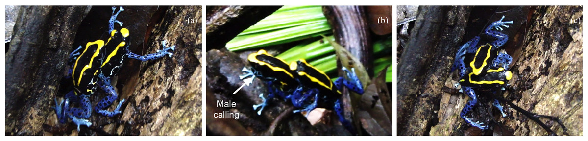 From Habitat Use To Social Behavior Natural History Of A Voiceless Poison Frog Dendrobates Tinctorius Peerj