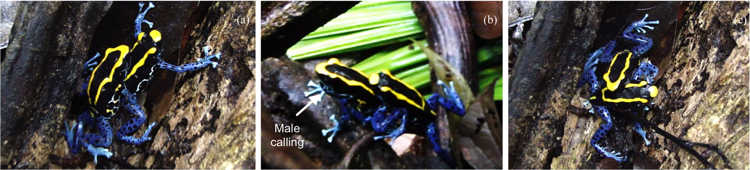 From Habitat Use To Social Behavior Natural History Of A Voiceless Poison Frog Dendrobates Tinctorius Peerj
