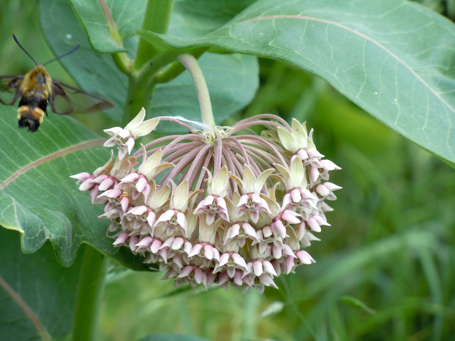 A Draft Genome And Transcriptome Of Common Milkweed