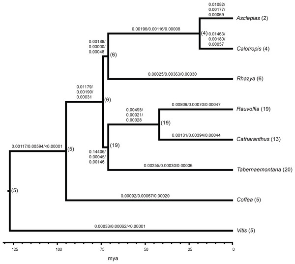 Gene family evolution in Apocynaceae inferred from transcriptomes.