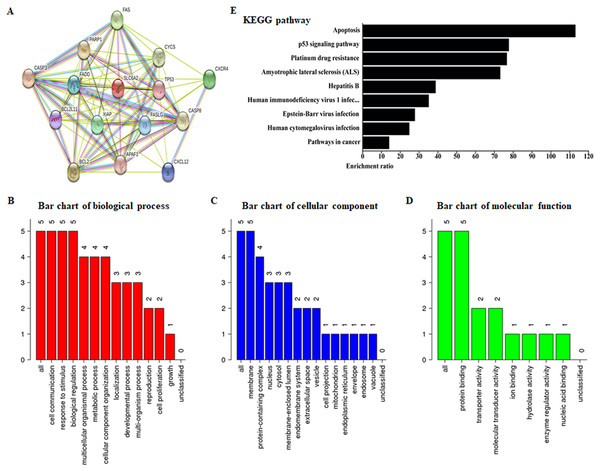Functional enrichment and interaction network analysis of potential molecular targets of ALO.