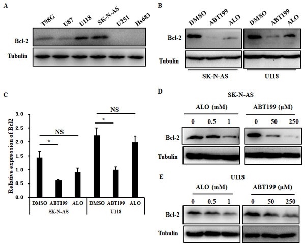 ALO reduces Bcl2 protein expression in glioma cells.