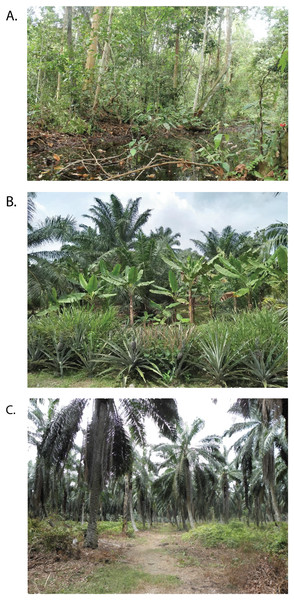 Peat swamp forest (A) is the original vegetation cover in the study area but large areas have been converted into oil palm smallholding (B) and large-scale plantations (C).
