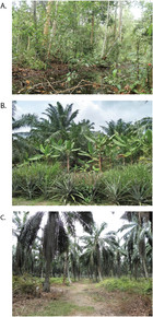 Land use conversion from peat swamp forest to oil palm agriculture ...