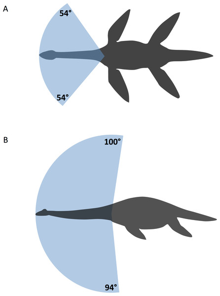 Diagram of maximal neck movement in Cryptoclidus eurymerus with an intervertebral disc length of 2 mm.