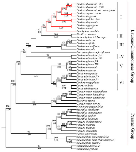 Complete plastid genome phylogenetic tree of 49 species based on maximum likelihood analysis and Bayesian inference.