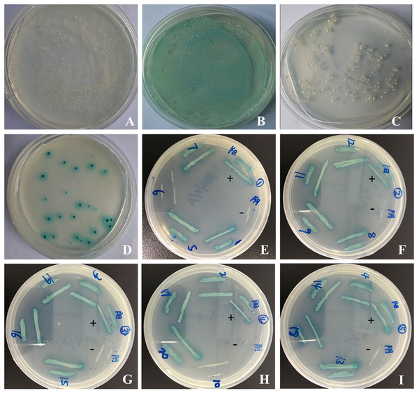 Yeast two-hybrid screening and confirmation of the interaction.