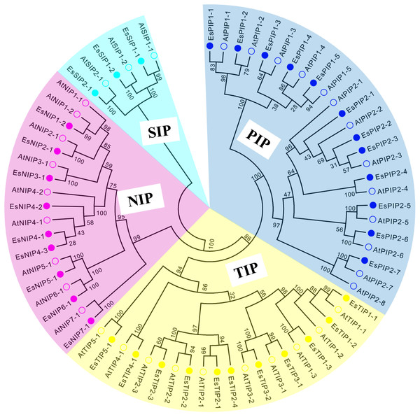 Phylogenetic tree of AQP amino acid sequences from E. salsugineum and A. thaliana.