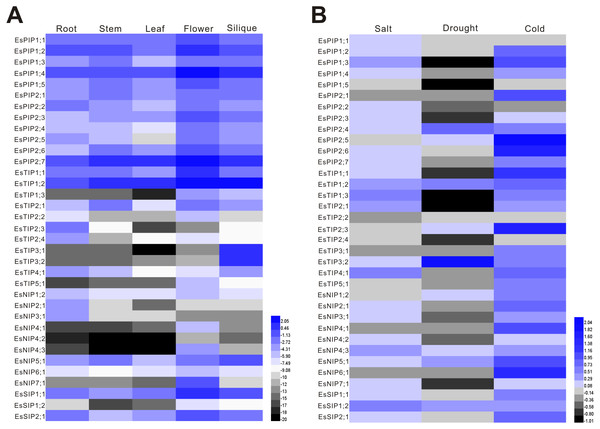 Expression profiles of the EsAQP genes.