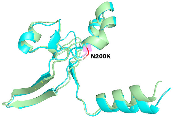Superposition of wild type SYNJ1 structure and variant rs781675993 (N200K) mutant structure.