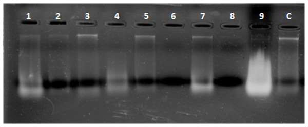 Representative gel plate showing isolated DNA from scat samples.