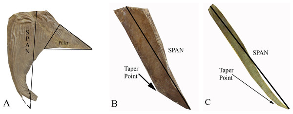 The three distinct pectoral fin morphotypes determined within the Pachycormiformes.