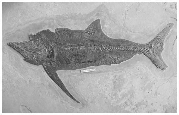 The highly unusual Pachycormus specimen IRSNB Vert-00-133.