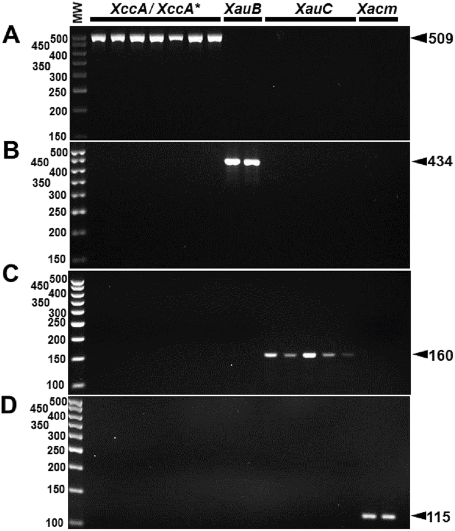 Detection And Identification Of Xanthomonas Pathotypes Associated With Citrus Diseases Using Comparative Genomics And Multiplex Pcr Peerj