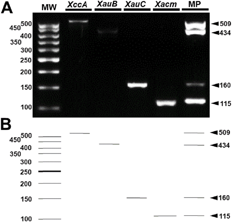 Detection And Identification Of Xanthomonas Pathotypes Associated With Citrus Diseases Using Comparative Genomics And Multiplex Pcr Peerj