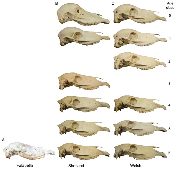 Cranial shape comparison among two miniature breeds and a pony through ontogeny.